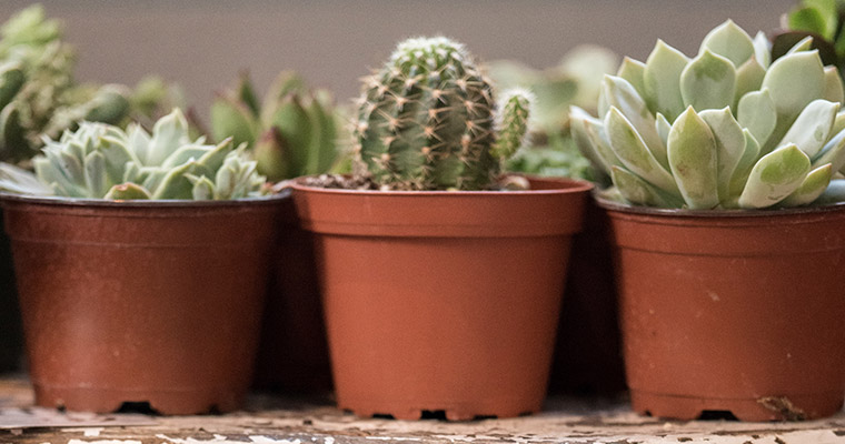 cacti-small cacti